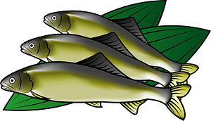 Ayu sweetfish
