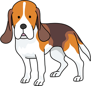 Beagle dog