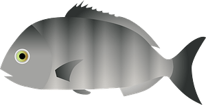 Blackhead seabream fish
