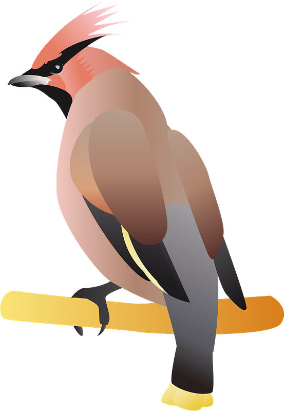 Bohemian waxwing bird