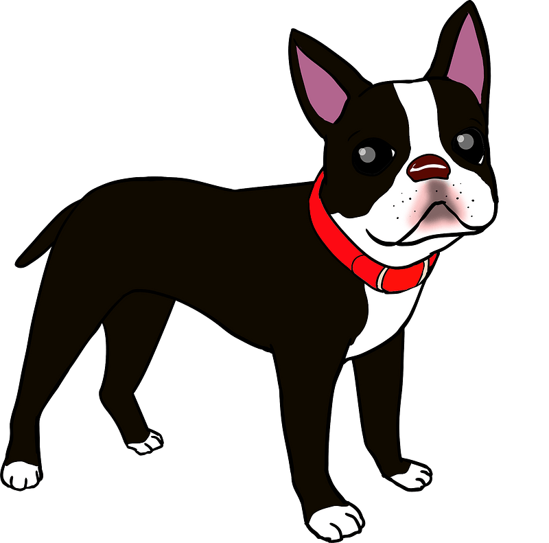 Boston terrier dog