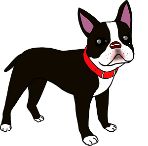 Boston Terrier