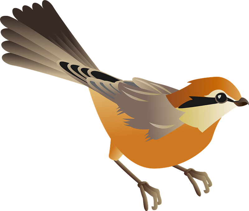 Bull headed shrike bird