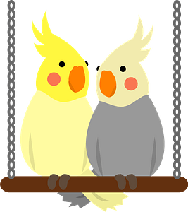 Cockatiel quarrion bird