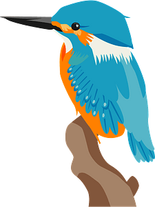 Common kingfisher bird