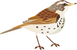 Dusky thrush bird