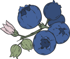 Blueberry
