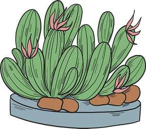 Cactuses