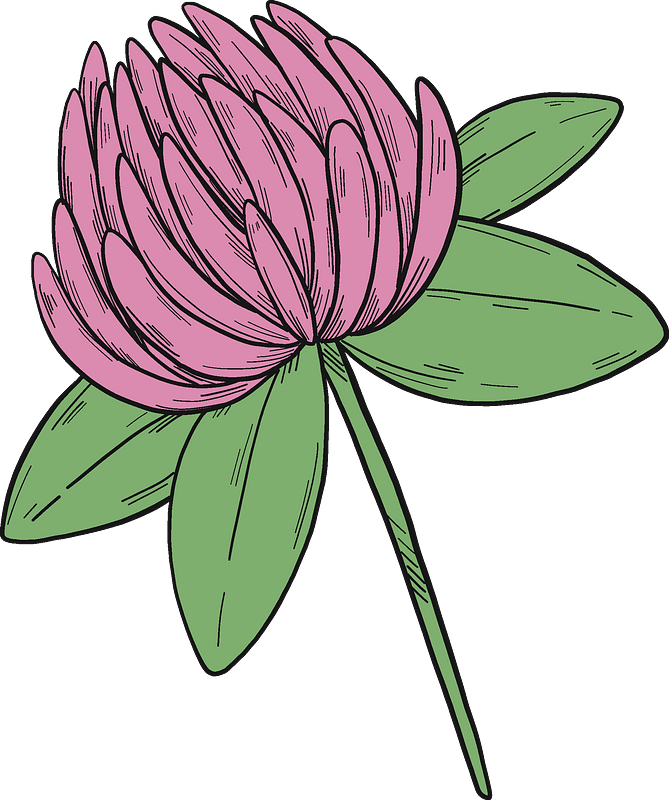 三叶草花