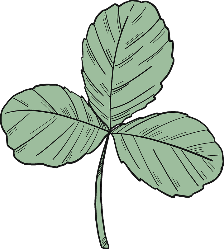 Three leaf clover