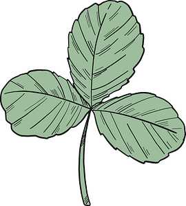 Three leaf clover