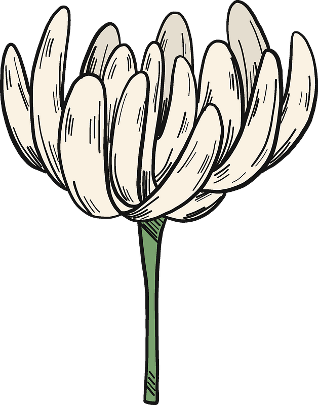 White clover flower