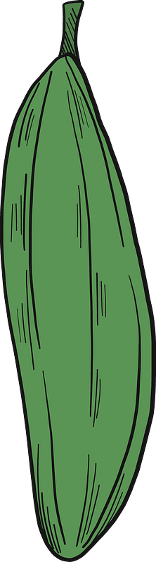 Cucumber