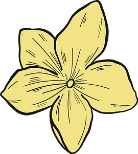Cucumber flower