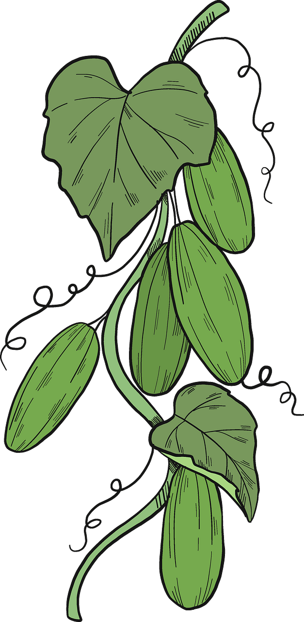 Cucumber plant