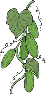 Cucumber plant