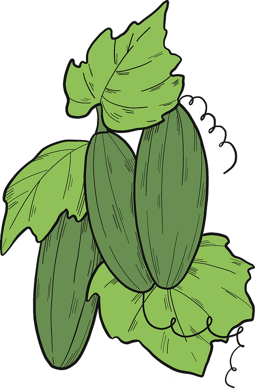 Cucumber plant
