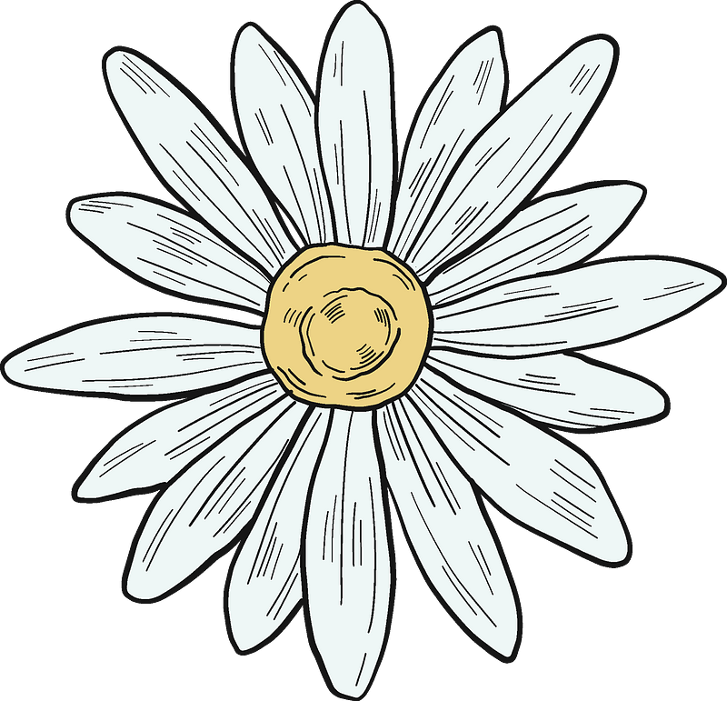 雏菊
