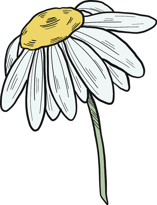雏菊