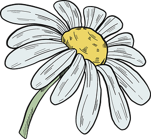 Daisy