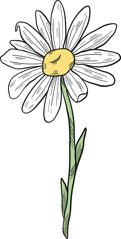雏菊