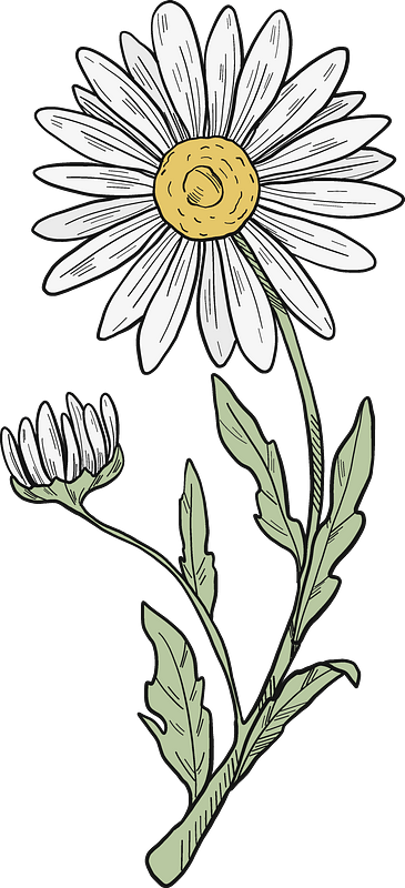 Daisy