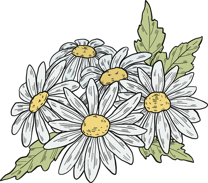 Daisy plant