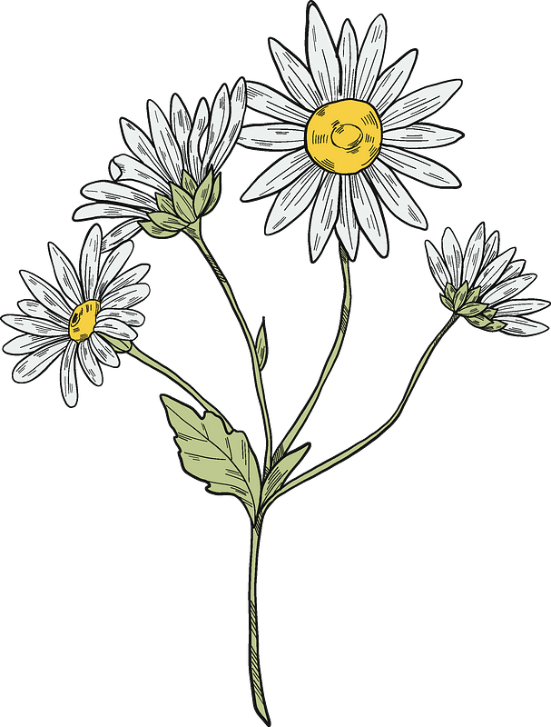 Daisy plant