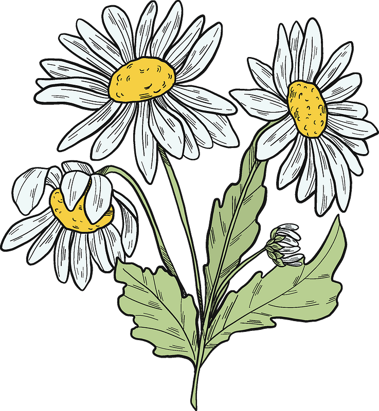 Daisy plant