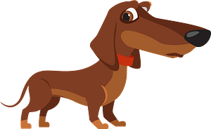 Dachshund dog