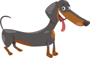 Dachshund dog