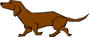Dachshund