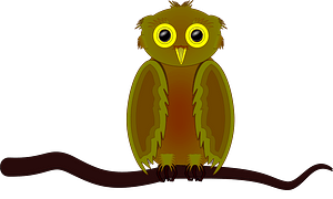 Owl on branch