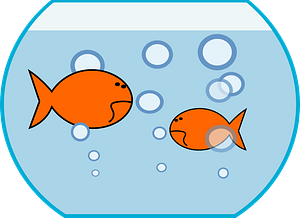 Goldfishes in a bowl