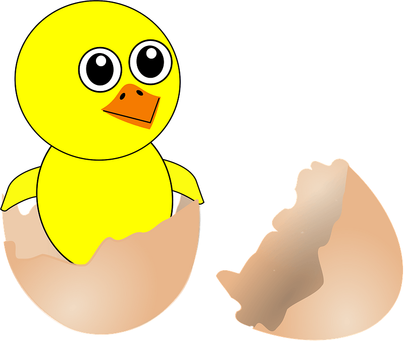 Funny newborn chick coming out from the egg