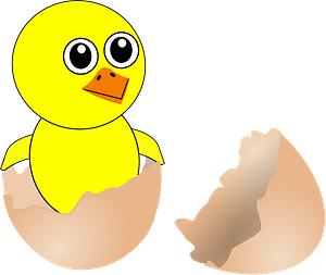 Funny newborn chick coming out from the egg