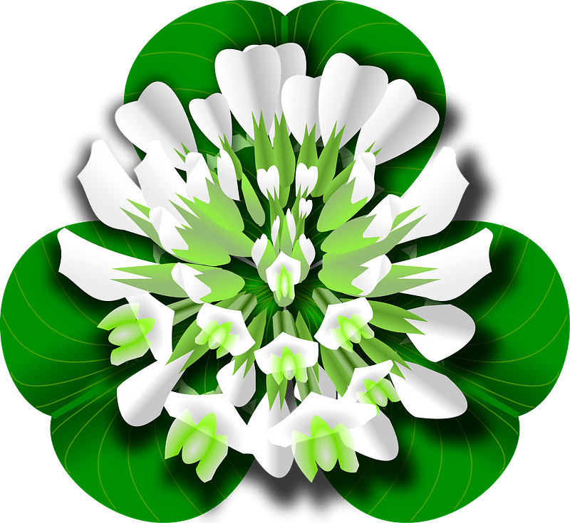 White clover flower