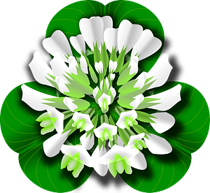 White clover flower