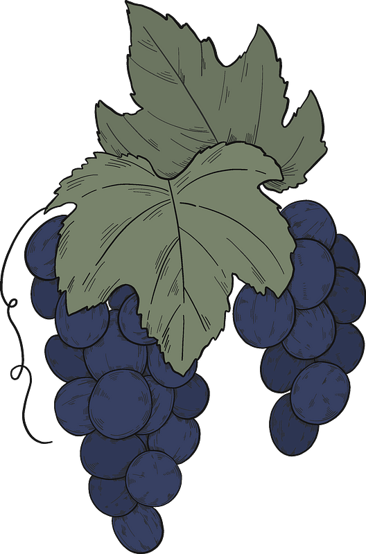 Black grapes with leaves