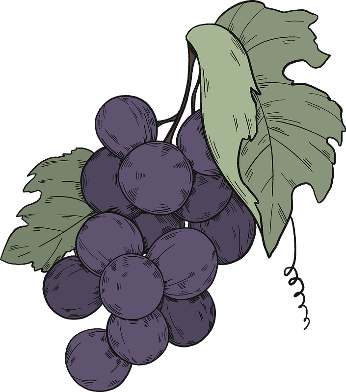 Black grapes with leaves