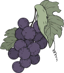 Black grapes with leaves