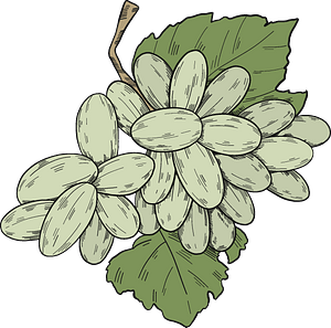 White grapes with leaves