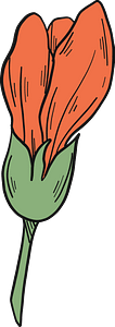 Hibiscus flower
