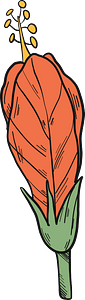 Hibiscus flower