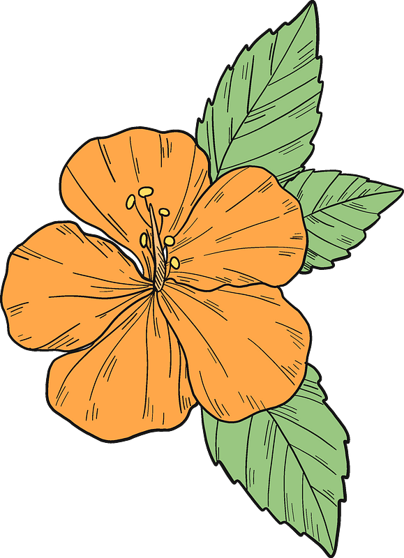 Orange hibiscus flower