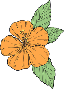 Orange hibiscus flower