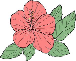 Pink hibiscus flower