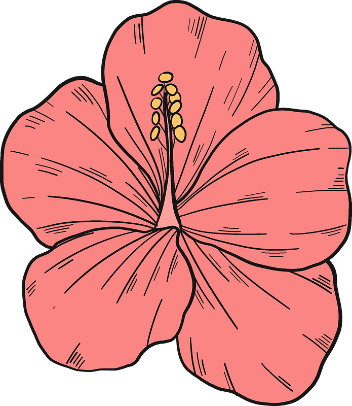 Pink hibiscus flower