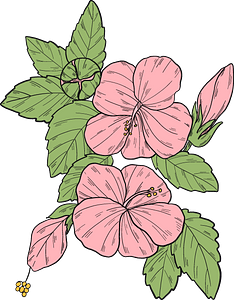 Pink hibiscus flowers
