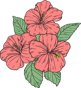 Pink hibiscus flowers